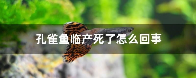 孔雀魚臨產(chǎn)死了怎么回事