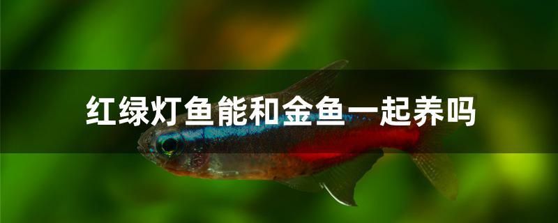 紅綠燈魚能和金魚一起養(yǎng)嗎 恐龍王魚