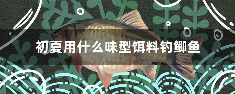 初夏用什么味型餌料釣鯽魚 紅白錦鯉魚