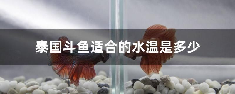 泰國斗魚適合的水溫是多少 稀有紅龍品種