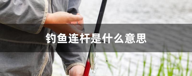 釣魚連桿是什么意思 帝王三間魚