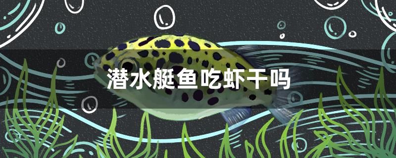 潛水艇魚吃蝦干嗎 金頭過(guò)背金龍魚