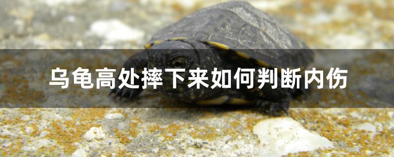 烏龜高處摔下來如何判斷內(nèi)傷 銀河星鉆魚