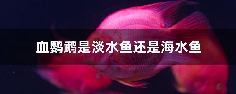 血鸚鵡是淡水魚還是海水魚 廣州觀賞魚批發(fā)市場(chǎng)