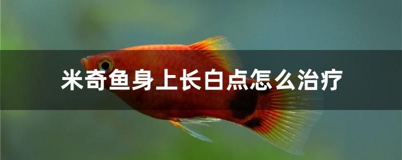 米奇魚身上長白點(diǎn)怎么治療