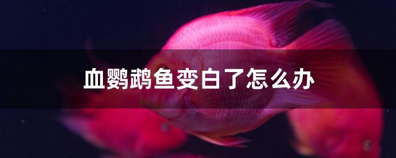 血鸚鵡魚變白了怎么辦