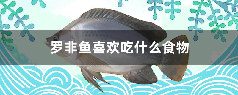 羅非魚喜歡吃什么食物 觀賞魚