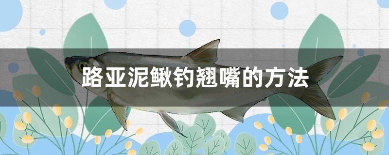 路亞泥鰍釣翹嘴的方法 女王大帆魚苗