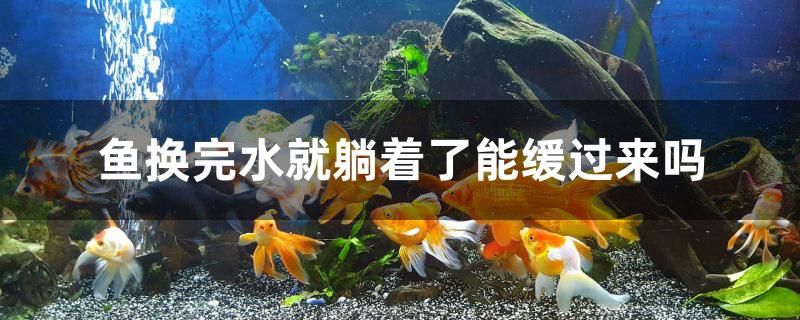 魚換完水就躺著了能緩過來嗎