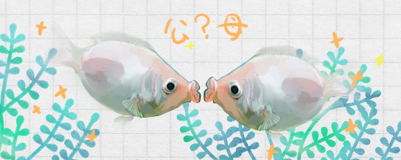 接吻魚怎么分公母公母能混養(yǎng)嗎 水族用品