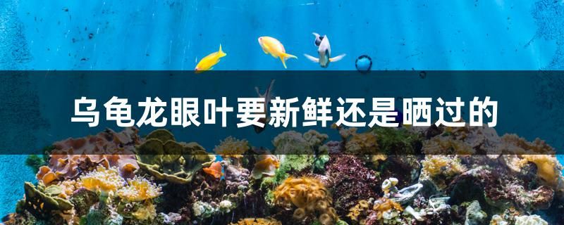 烏龜龍眼葉要新鮮還是曬過(guò)的 全國(guó)觀賞魚(yú)市場(chǎng)