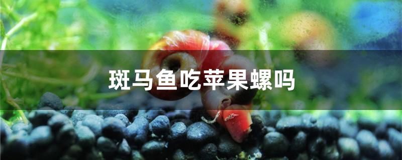 斑馬魚吃蘋果螺嗎 金三間魚