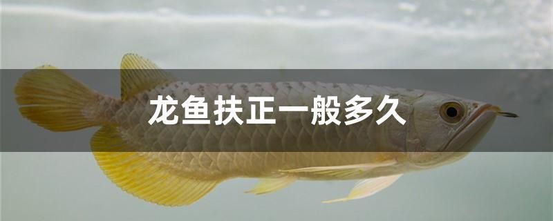 龍魚扶正一般多久