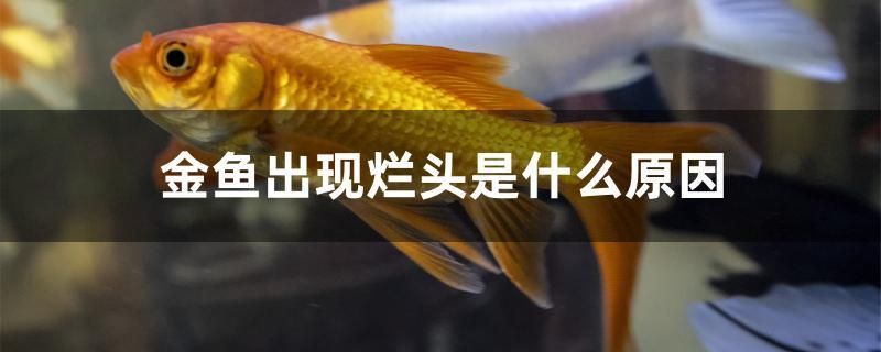 金魚出現(xiàn)爛頭是什么原因 黑桃A魚苗