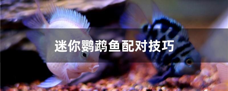 迷你鸚鵡魚配對(duì)技巧是什么