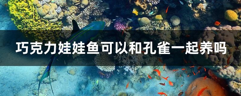 巧克力娃娃魚可以和孔雀一起養(yǎng)嗎 杰西卡恐龍魚