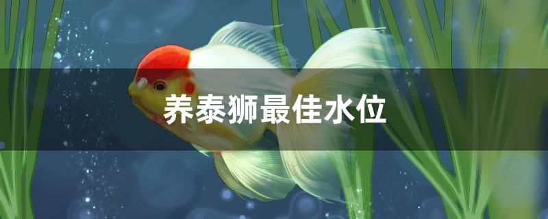 養(yǎng)泰獅最佳水位 巴西亞魚苗