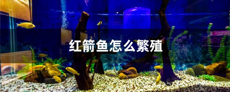 紅箭魚怎么繁殖 純血皇冠黑白魟魚