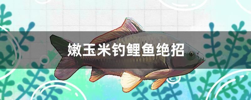 嫩玉米釣鯉魚絕招 女王大帆魚苗