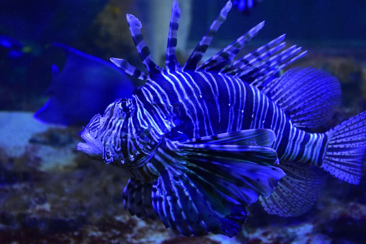 太原水族批發(fā)市場在哪個位置啊圖片（太原水族館花鳥魚市場） 申古銀版魚