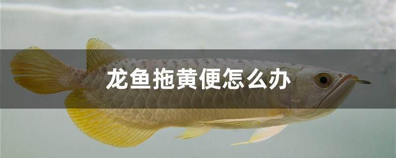 龍魚拖黃便怎么辦 白子球鯊魚