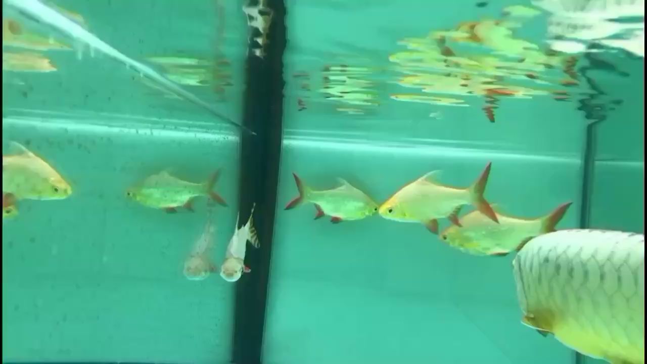 盤錦二手魚缸水族箱轉(zhuǎn)讓電話號（盤錦二手魚缸出售批發(fā)市場）