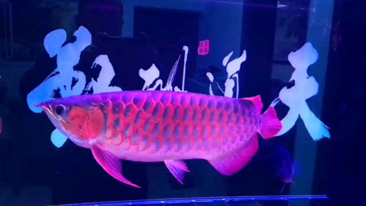 昆明哪有魚缸賣的實體店啊多少錢 昆明賣魚缸的地方