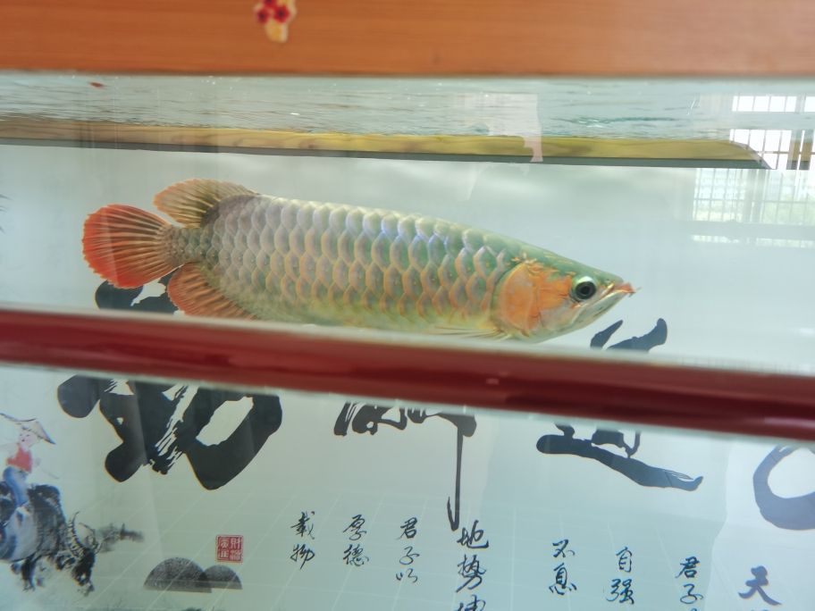 小龍到家兩年了 觀賞魚(yú)論壇 第3張