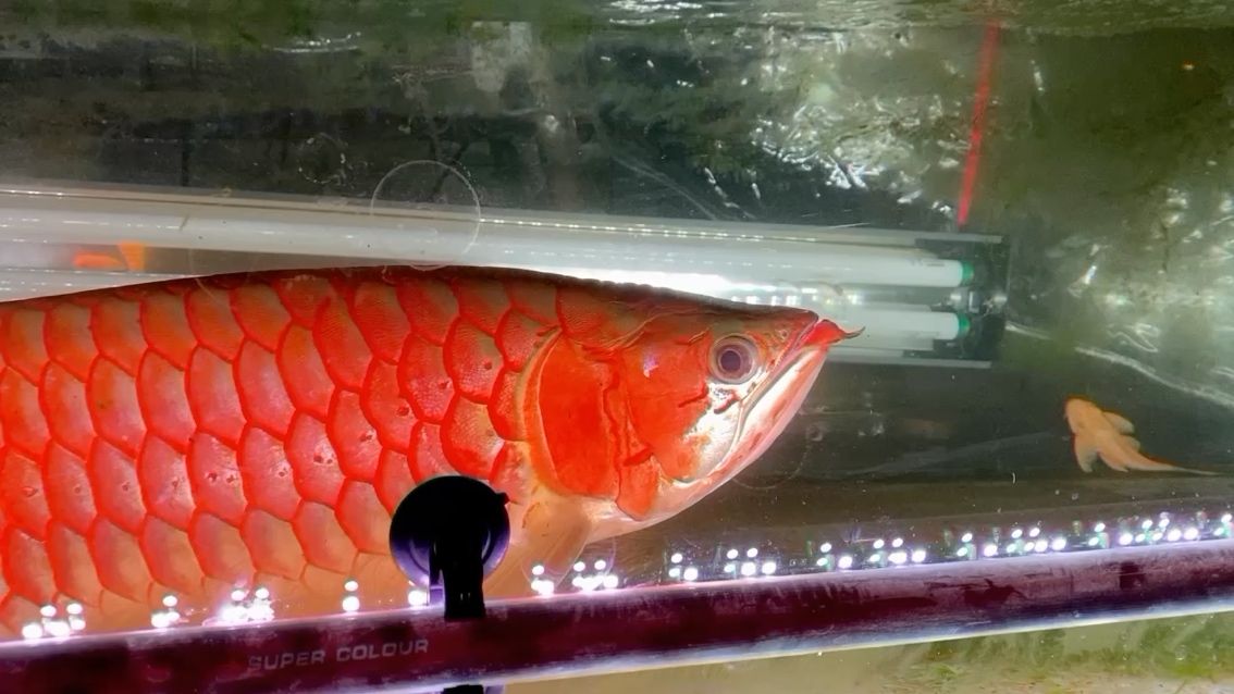 大型魚缸bb祥龍魚場怎么樣（ 祥龍魚場d水族館加盟） 斑馬狗頭魚