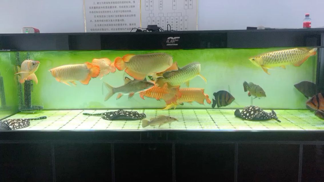 水族魚缸燈管怎么安裝視頻（ 水族魚缸燈管怎么安裝視頻教程） 魚缸百科