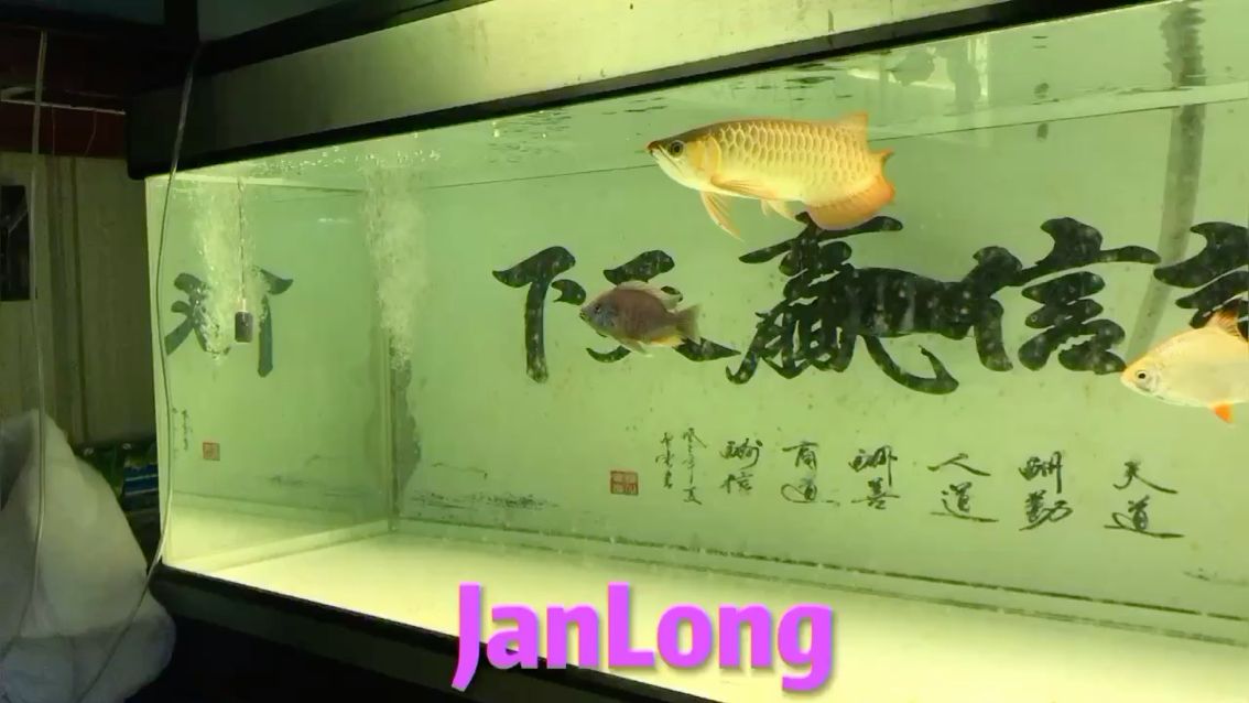 接著奏樂(lè)接著舞 觀賞魚論壇