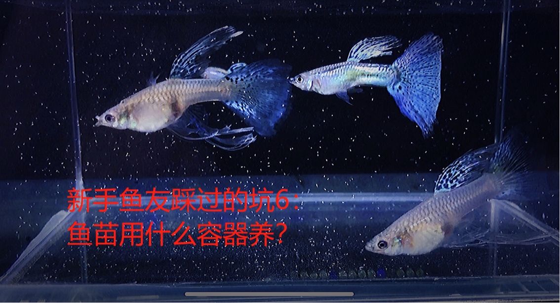 新手魚友踩過的坑6：魚苗用什么容器養(yǎng)？ 觀賞魚論壇 第1張