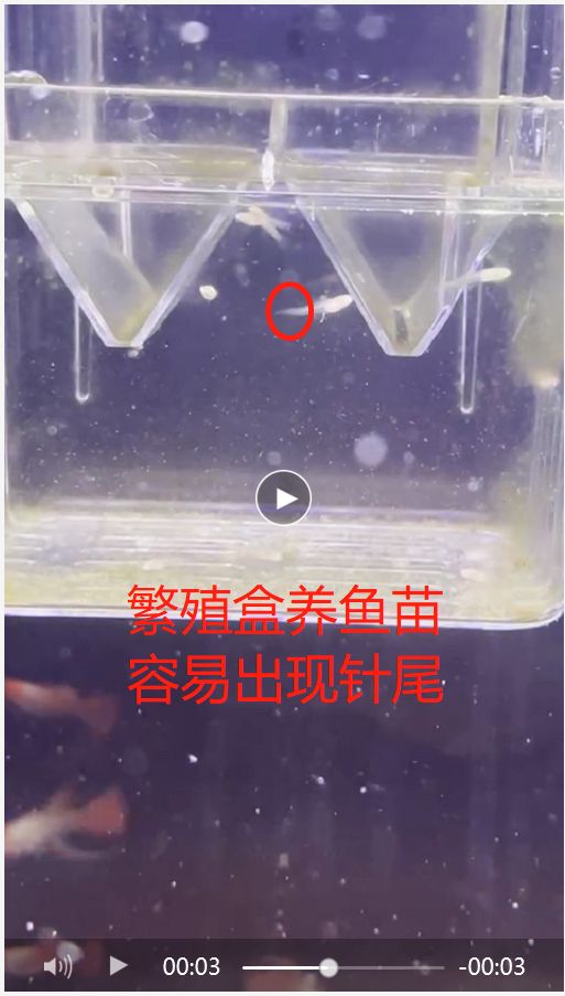 新手魚友踩過的坑6：魚苗用什么容器養(yǎng)？ 觀賞魚論壇 第2張