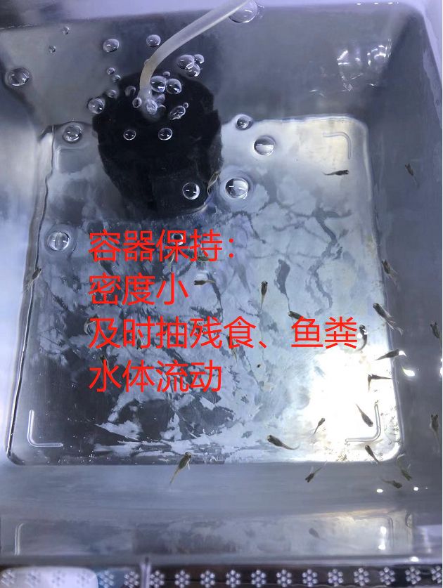 新手魚友踩過的坑6：魚苗用什么容器養(yǎng)？ 觀賞魚論壇 第3張