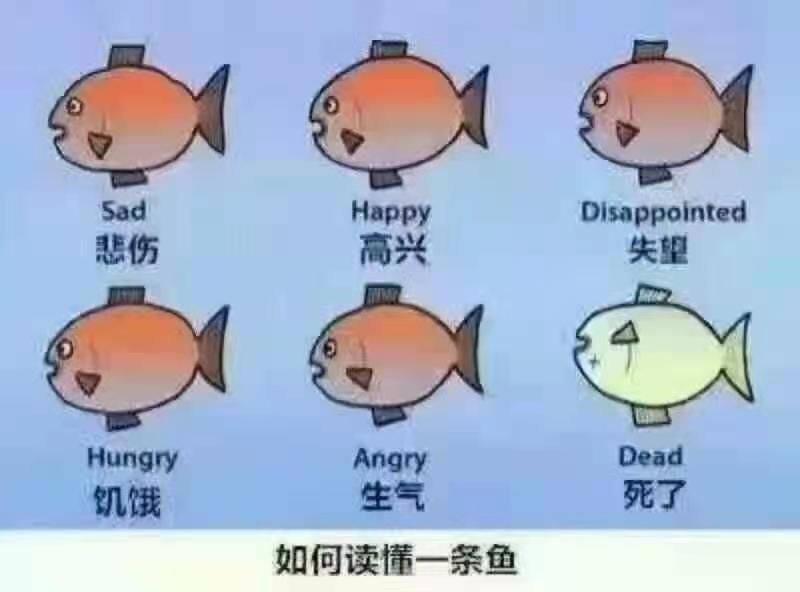 早晨果然死了，兩條。 觀賞魚(yú)論壇 第1張