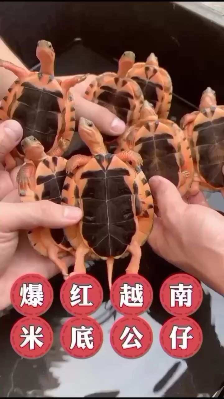 高檔觀賞魚的種類和圖片 高檔觀賞魚的種類和圖片及價格 其它水族用具設(shè)備