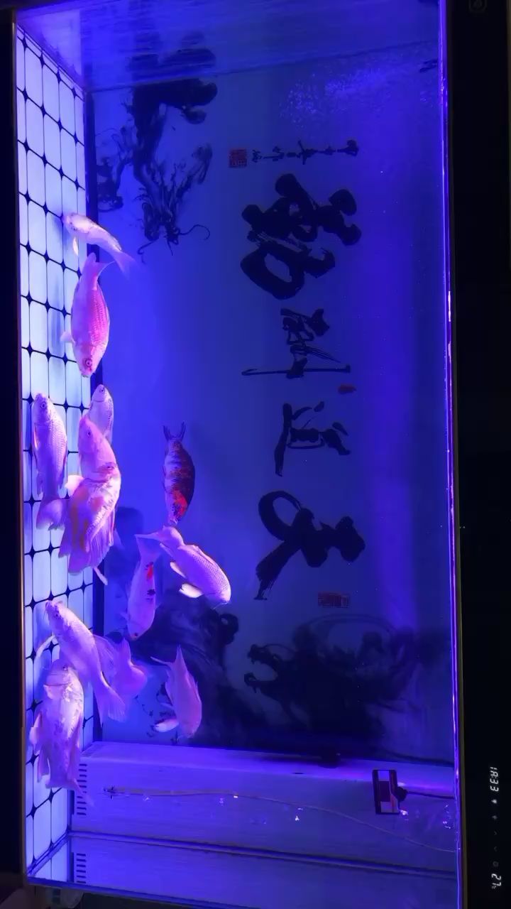 所有魚全部去缸，這么大點的缸養(yǎng)這么多會不會太密集了呢 觀賞魚論壇