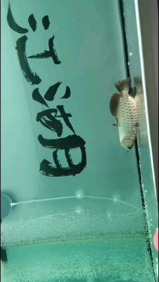 新開缸，今天請(qǐng)進(jìn)來的小龍 觀賞魚論壇 第1張