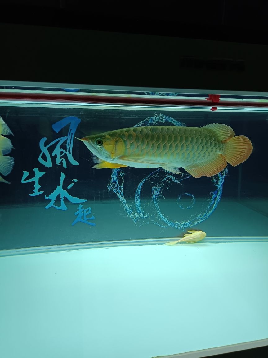 金龍魚(yú)眼睛外面有一圈白膜：金龍魚(yú)眼睛有白霧 虎魚(yú)魚(yú)苗 第9張