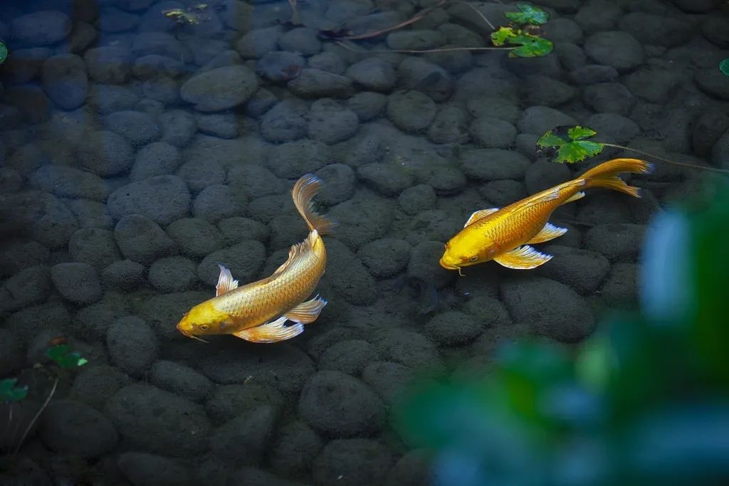 春天來了，花開，錦鯉美！ 觀賞魚論壇 第3張