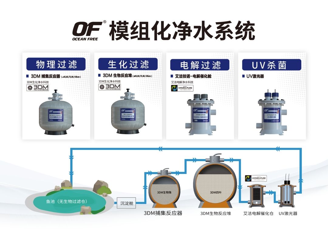 春天來了，花開，錦鯉美！ 觀賞魚論壇 第8張