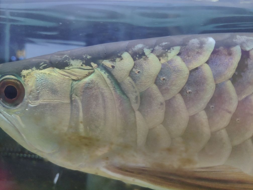 魚缸里的魚身體變黑是什么原因（魚缸里面為什么發(fā)黑） 孵化器