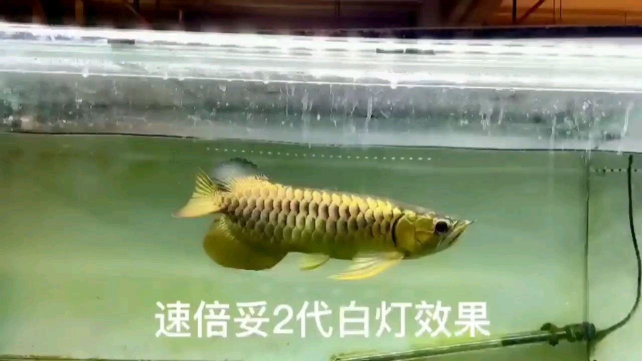 錦上添花 觀賞魚論壇