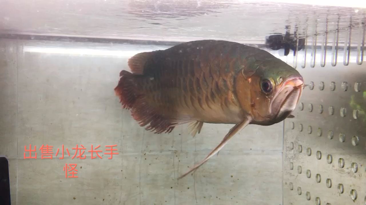 混養(yǎng)失敗隔離恢復(fù)轉(zhuǎn)態(tài)紅龍魚 觀賞魚論壇