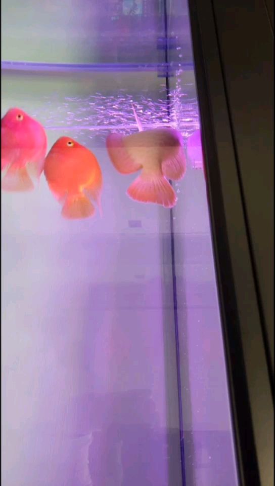 寶雞二手魚缸水族箱出售電話（ 寶雞二手舊貨市場(chǎng)廚具） 紅眼黃化幽靈火箭魚|皇家火箭魚