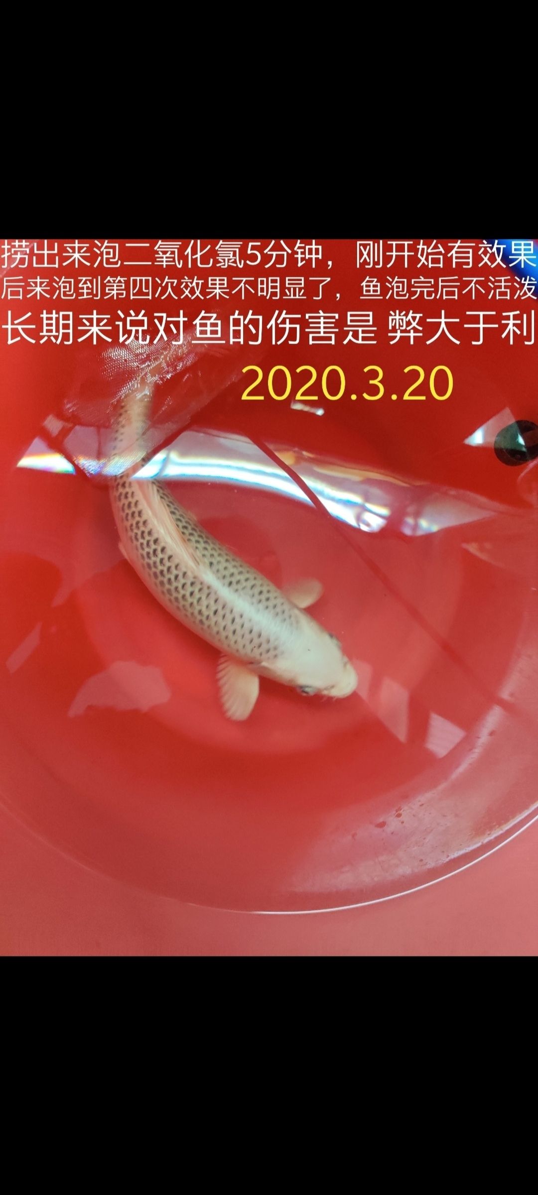 魚缸除氯水質(zhì)穩(wěn)定劑怎么用（魚缸加除氯水）