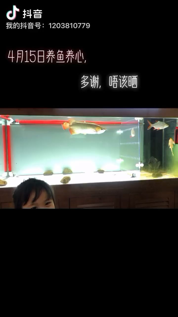 露面 觀賞魚論壇