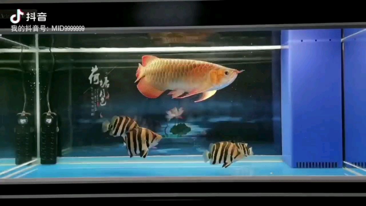 龍虎系列（2） 觀賞魚(yú)論壇