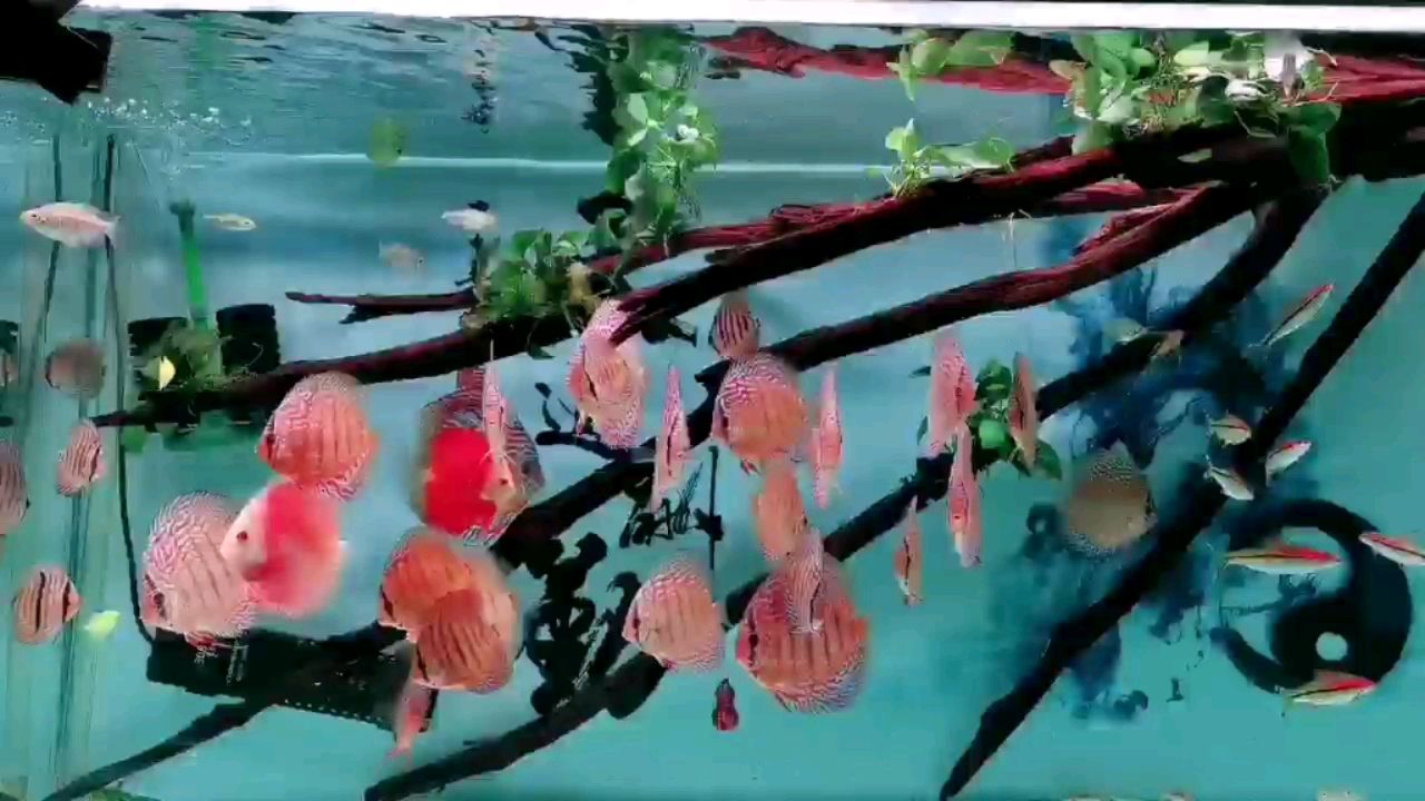 看魚真的超解壓 觀賞魚論壇