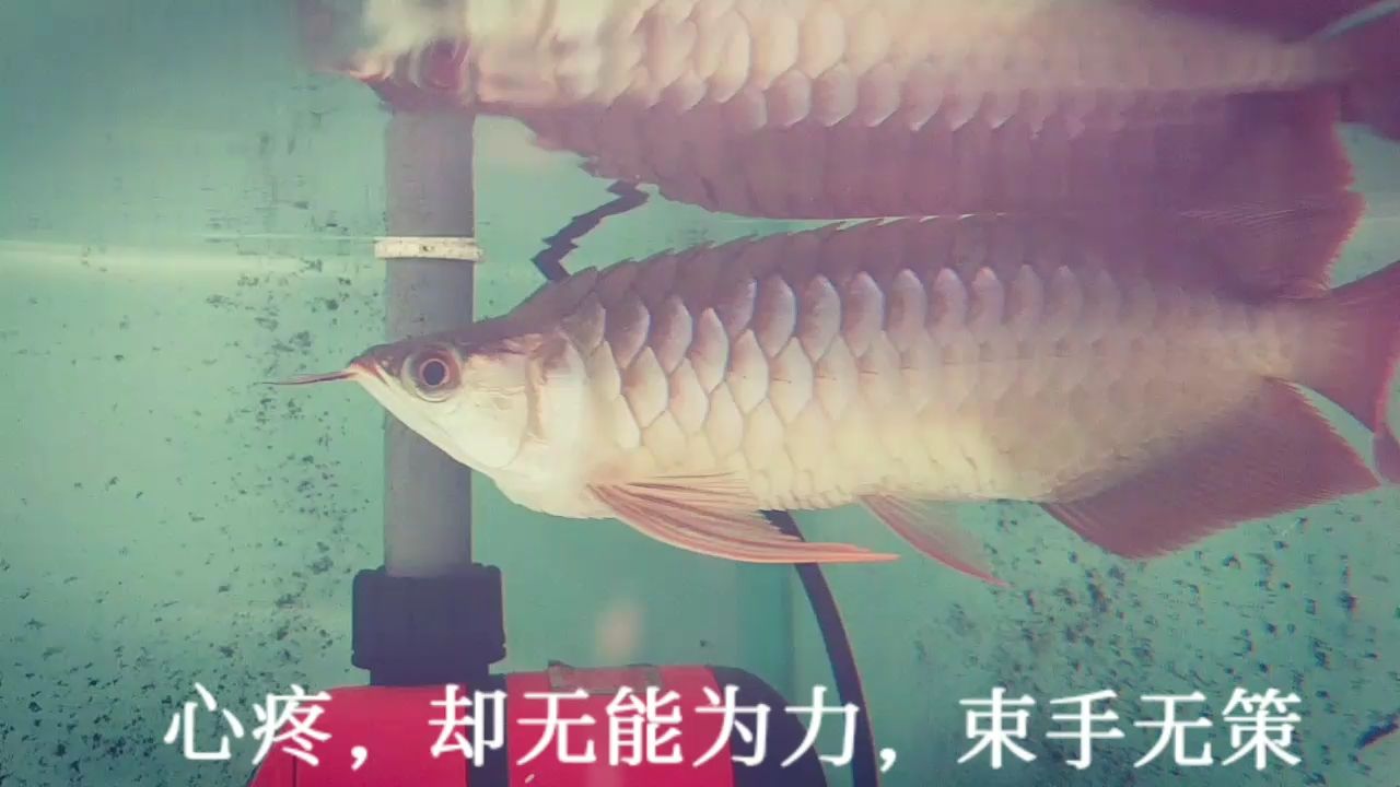 真的棘手，束手無(wú)策 觀賞魚(yú)論壇